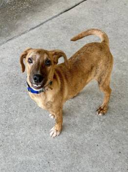 Rescue Labrador Retriever and Mixed Breed Dogs for Adoption in Conroe, Texas - RAPHAEL | PetCurious