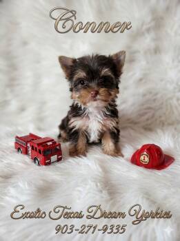 Conner -  Yorkshire Terrier Dog for Sale in Tool, Texas - Conner | PetCurious