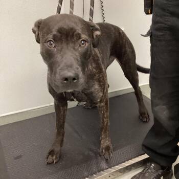 Starburst -  American Staffordshire Terrier and Mixed Breed Dog for Adoption in Abilene, Texas - Starburst | PetCurious