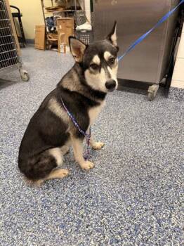 SITKA -  Husky Dog for Adoption in Thousand Palms, California - SITKA | PetCurious