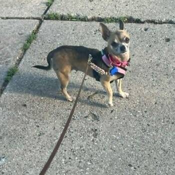 Nadine -  Chihuahua Dog for Adoption in De Pere, Wisconsin - Nadine | PetCurious