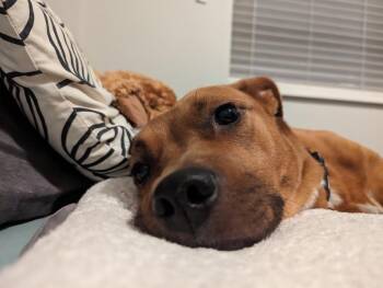 Izzy -  Staffordshire Bull Terrier Dog for Adoption in Millcreek, Utah - Izzy | PetCurious