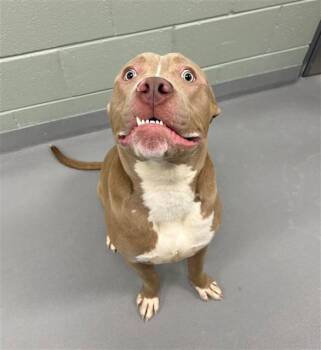 BEEFY BURRITO -  Pit Bull Terrier Dog for Adoption in Geneva, Illinois - BEEFY BURRITO | PetCurious