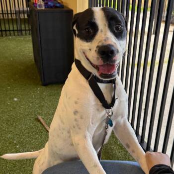 Shenzi -  Mixed Breed Dog for Adoption in West Palm Beach, Florida - Shenzi | PetCurious