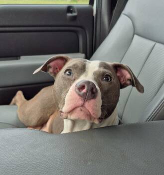 Izzy Bun Bun -  Pit Bull Terrier Dog for Adoption in Chattanooga, Tennessee - Izzy Bun Bun | PetCurious