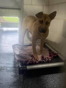 MBAPPE -  Pit Bull Terrier and Mixed Breed Dog for Adoption in Charlotte, North Carolina - MBAPPE | PetCurious