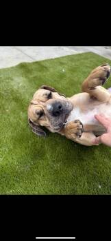 Rescue Mixed Breed Dogs for Adoption in Warren, Ohio - Champ | PetCurious