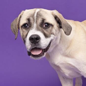 Mixed Breed Dogs Available for Adoption in Franklin, Tennessee - Mantis | PetCurious