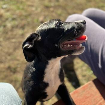 Rescue Pit Bull Terrier and Mixed Breed Dogs for Adoption in Rock Falls, Illinois - Benny | PetCurious