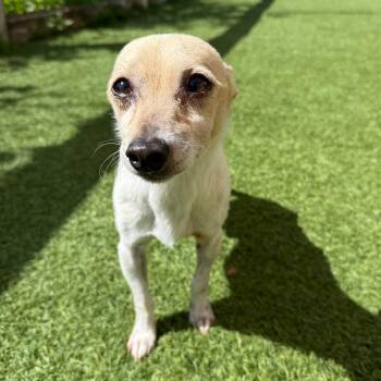 Chihuahua and Mixed Breed Dogs Available for Adoption in Loxahatchee Groves, Florida - Logan 2371 | PetCurious