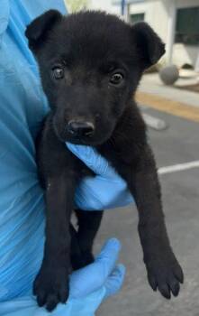 Spring Roll -  Shepherd and Mixed Breed Dog for Adoption in Fresno, California - Spring Roll | PetCurious