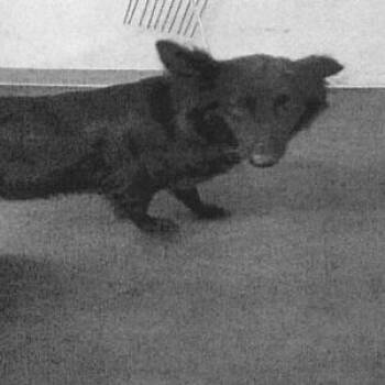 Annie A2276983 -  German Shepherd Dog Dog for Adoption in Los Angeles, California - Annie A2276983 | PetCurious