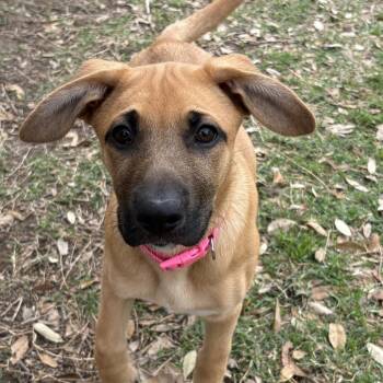 German Shepherd Dog and Boxer Dogs Available for Adoption - Miley | PetCurious