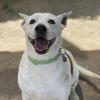 Madeline -  Cattle Dog and Mixed Breed Dog for Adoption in Riverside, California - Madeline | PetCurious