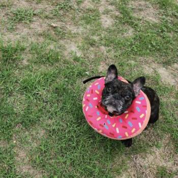 French Bulldog Dogs Available for Adoption in Austin, Texas - Twinkle Mae | PetCurious