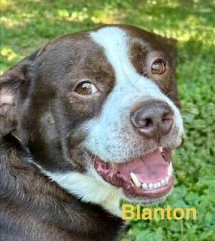 BLANTON -  Boston Terrier and Australian Shepherd Dog for Adoption in Loudon, Tennessee - BLANTON | PetCurious