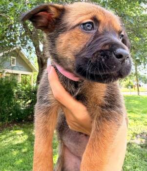German Shepherd Dog Dogs Available for Adoption in Brewster, New York - Janis Joplin (Rock Star Litter) | PetCurious