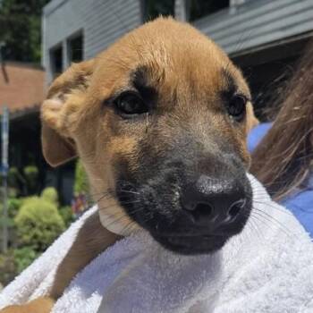 Beck -  Shepherd and Mixed Breed Dog Available for Adoption in Voorhees Township, New Jersey - Beck | PetCurious