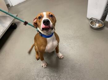 Pit Bull Terrier and Mixed Breed Dogs Available for Adoption in Hagerstown, Maryland - TANKIAN | PetCurious