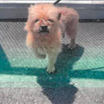 Cairn Terrier Dogs Available for Adoption in Los Angeles, California - Einstein A2274494 | PetCurious