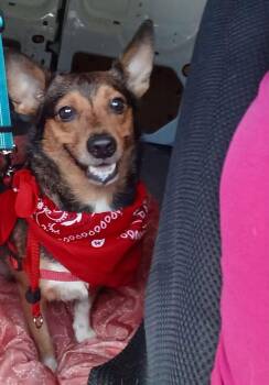 Pistchio -  Corgi and Chihuahua Dog for Adoption in Jenkintown, Pennsylvania - Pistchio | PetCurious