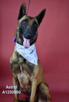 Astrid -  Belgian Shepherd Malinois Dog for Adoption in Thousand Oaks, California - Astrid | PetCurious