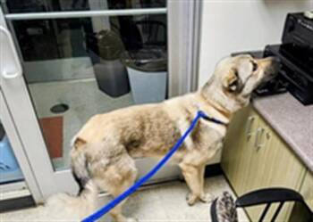Tex A218383 -  Anatolian Shepherd Dog for Adoption in Plano, Texas - Tex A218383 | PetCurious