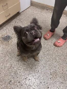 Harley -  French Bulldog Dog for Adoption in Vancouver, Washington - Harley | PetCurious