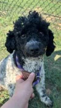 Oreo -  Poodle and Mixed Breed Dog for Adoption in Kansas City, Missouri - Oreo | PetCurious