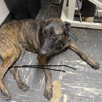 Dutch Shepherd Dogs Available for Adoption in Columbia, South Carolina - Mallory | PetCurious