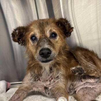 Lady Rutherford -  Pomeranian and Terrier Dog for Adoption in Austin, Texas - Lady Rutherford | PetCurious