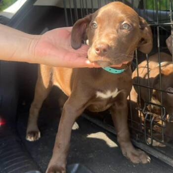 Chocolate Labrador Retriever Dogs Available for Adoption in Starkville, Mississippi - Lam | PetCurious