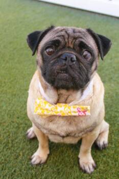 Rook -  Pug Dog for Adoption in Gardena, California - Rook | PetCurious
