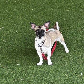 Tilly -  Mixed Breed Dog for Adoption in Jupiter, Florida - Tilly | PetCurious