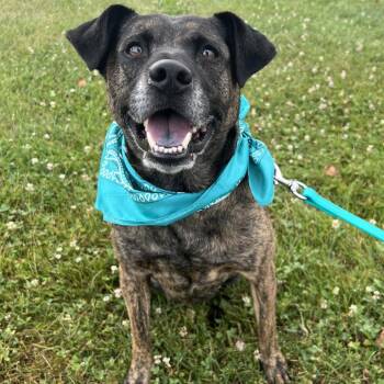 Bernice -  Mixed Breed Dog for Adoption - Bernice | PetCurious