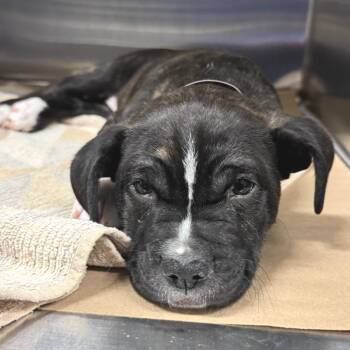 Staffordshire Bull Terrier Dogs Available for Adoption - Dandelion | PetCurious