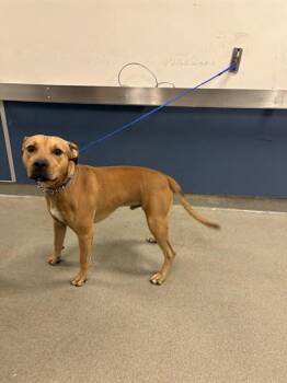 PATATA -  Terrier Dog for Adoption in Doral, Florida - PATATA | PetCurious