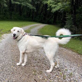 Bear -  Great Pyrenees and Labrador Retriever Dog for Adoption in La Grange, Kentucky - Bear | PetCurious