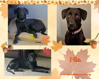 Nia -  Labrador Retriever and Black Labrador Retriever Dog for Adoption in Middletown, Rhode Island - Nia | PetCurious