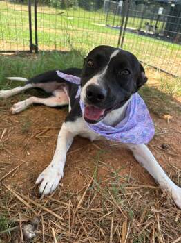 Kori -  Mixed Breed Dog for Adoption in Winnsboro, South Carolina - Kori | PetCurious