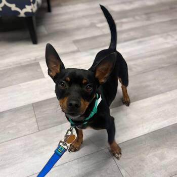 Steele -  Miniature Pinscher and Mixed Breed Dog for Adoption in St. Peters, Missouri - Steele | PetCurious