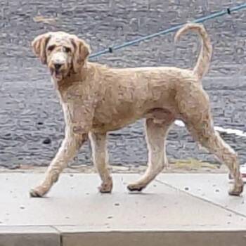 Jack - Chino Hills Location -  Standard Poodle and Mixed Breed Dog for Adoption in Chino Hills, California - Jack - Chino Hills Location | PetCurious