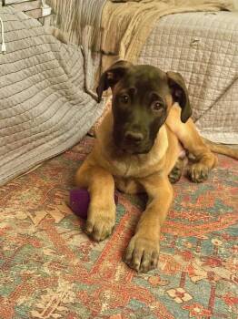 Cane Corso and Belgian Shepherd Malinois Dogs Available for Adoption in Denver, Colorado - Bennie | PetCurious
