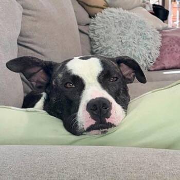 Sasha -  Boxer Dog for Adoption in Foley, Alabama - Sasha | PetCurious