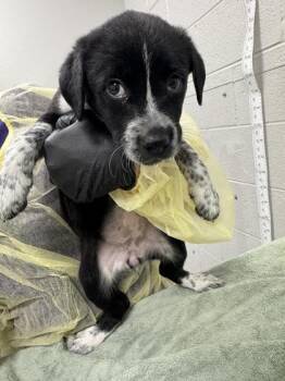 Triple Chocolate -  Mixed Breed Dog for Adoption in Sevierville, Tennessee - Triple Chocolate | PetCurious