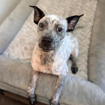 Jemma -  Australian Cattle Dog Blue Heeler Dog for Adoption in Belleville, Illinois - Jemma | PetCurious