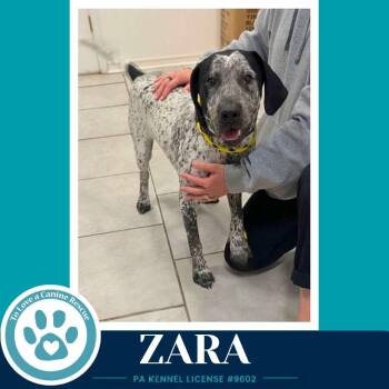 Zara 080126 -  Pointer and Mixed Breed Dog for Adoption in Kimberton, Pennsylvania - Zara 080126 | PetCurious