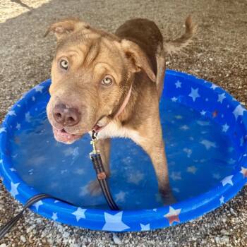 Tantor K18 -  Shar Pei and Pit Bull Terrier Dog for Adoption in Union, Missouri - Tantor K18 | PetCurious