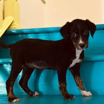 Bixie -  Flat Coated Retriever Dog for Adoption - Bixie | PetCurious