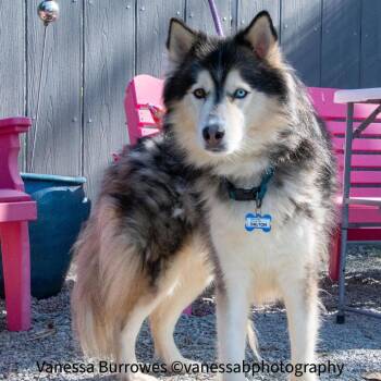 Siberian Husky and Alaskan Malamute Dogs Available for Adoption in Wake Forest, North Carolina - Dalton | PetCurious